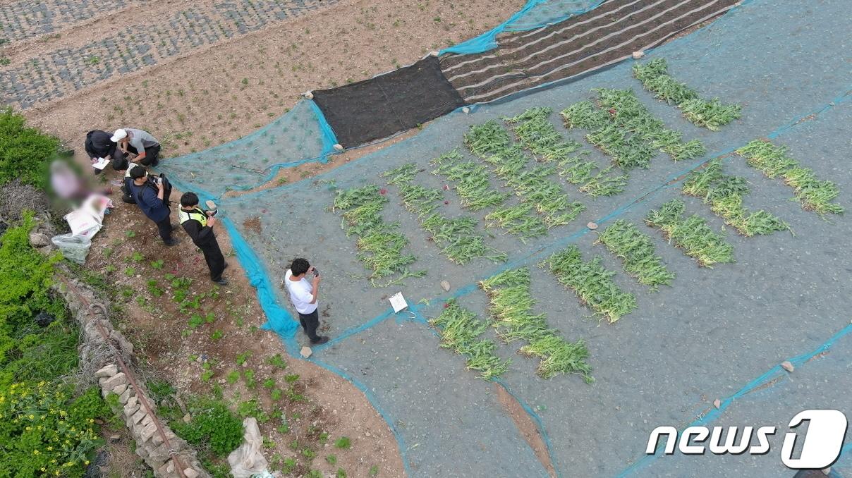 본문 이미지 - 전남 여수시 남면과 화정면 등지에서 발견된 마약 양귀비. (여수해경 제공)2023.6.23/뉴스1 ⓒ News1 김동수 기자