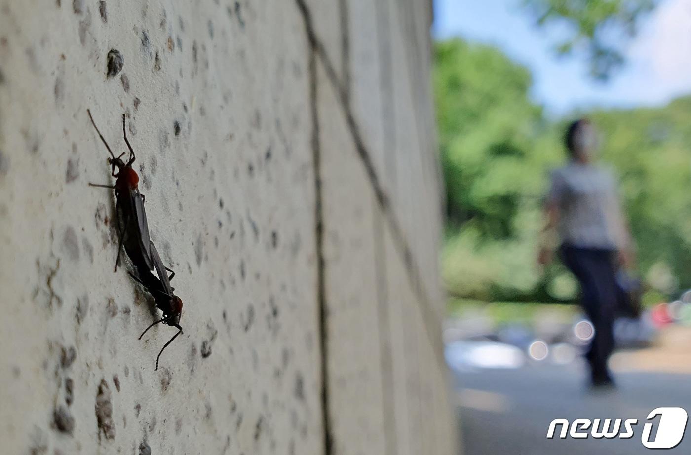 러브버그 자료사진(사진은 기사 내용과 무관함) / 뉴스1 ⓒ News1