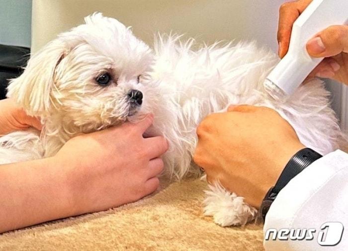 본문 이미지 - 슬개골 치료를 받고 있는 강아지. 기사와는 직접 상관 없음. (청담우리동물병원 제공) ⓒ 뉴스1