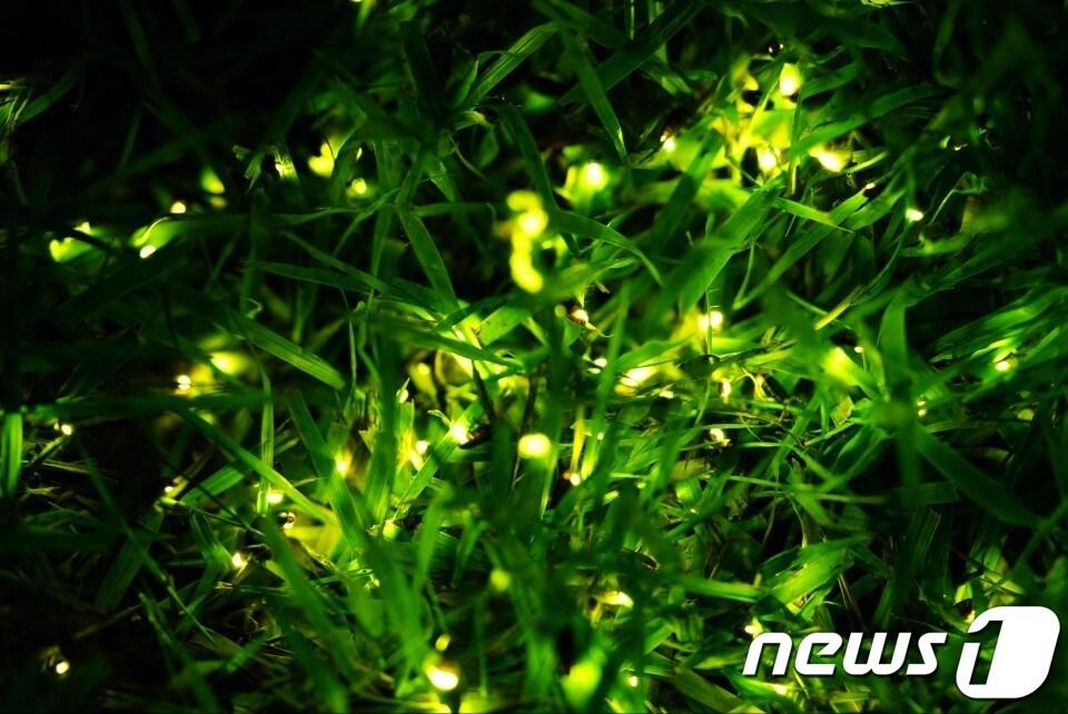본문 이미지 - 충북 옥천군 동이면 안터마을 일원에서 24일부터 다음 달 7일까지 반딧불이 축제가 열린다. &#40;자료 사진&#41; /뉴스1