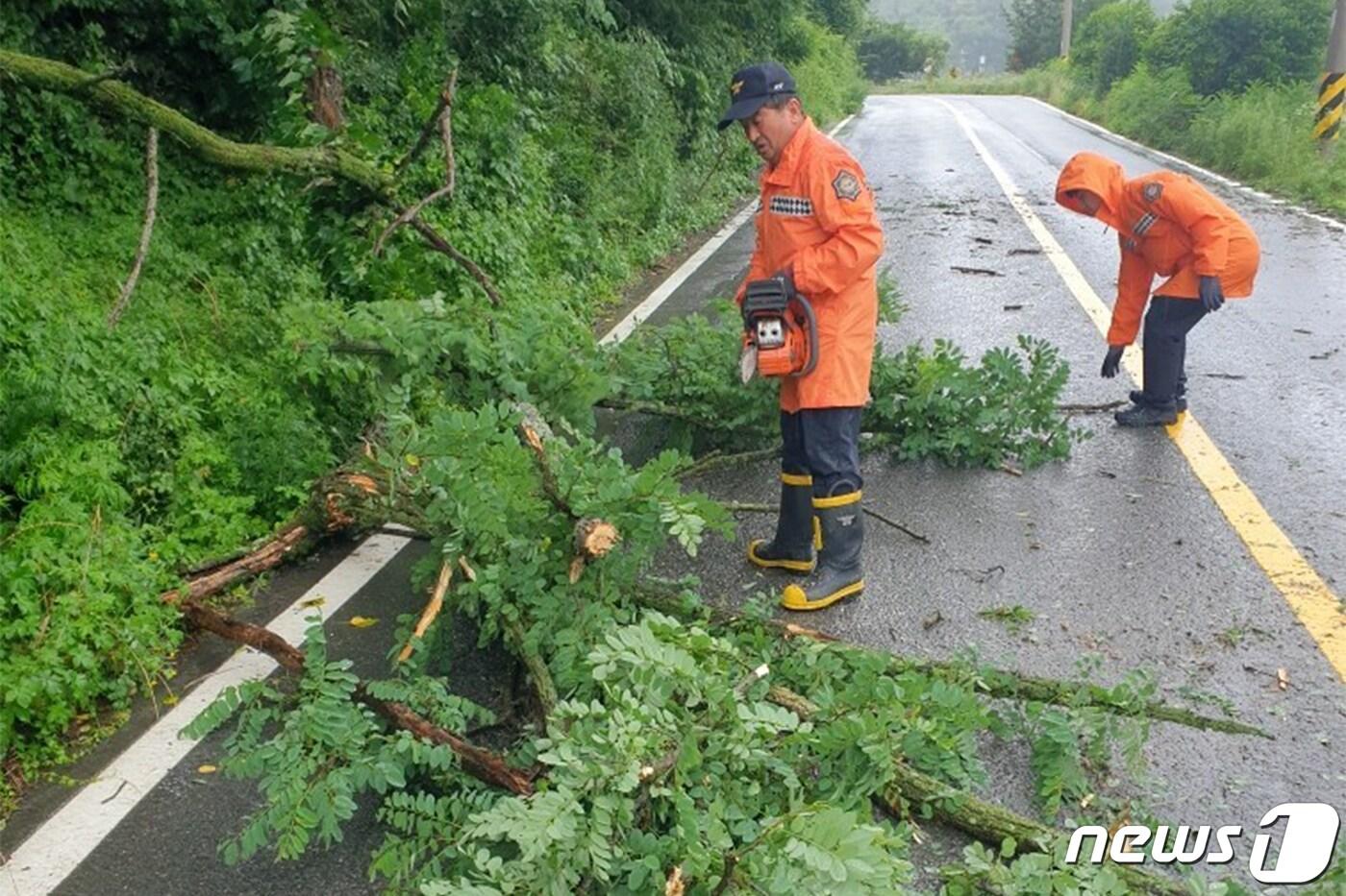 전국이 동시에 장마 영향권에 진입한 26일 오후 달서구 도원에서 나무가 쓰러져 소방대원들이 현장을 정리하고 있다.(경북소방본부 제공) 2023.6.26/뉴스1 ⓒ News1 민경석 기자
