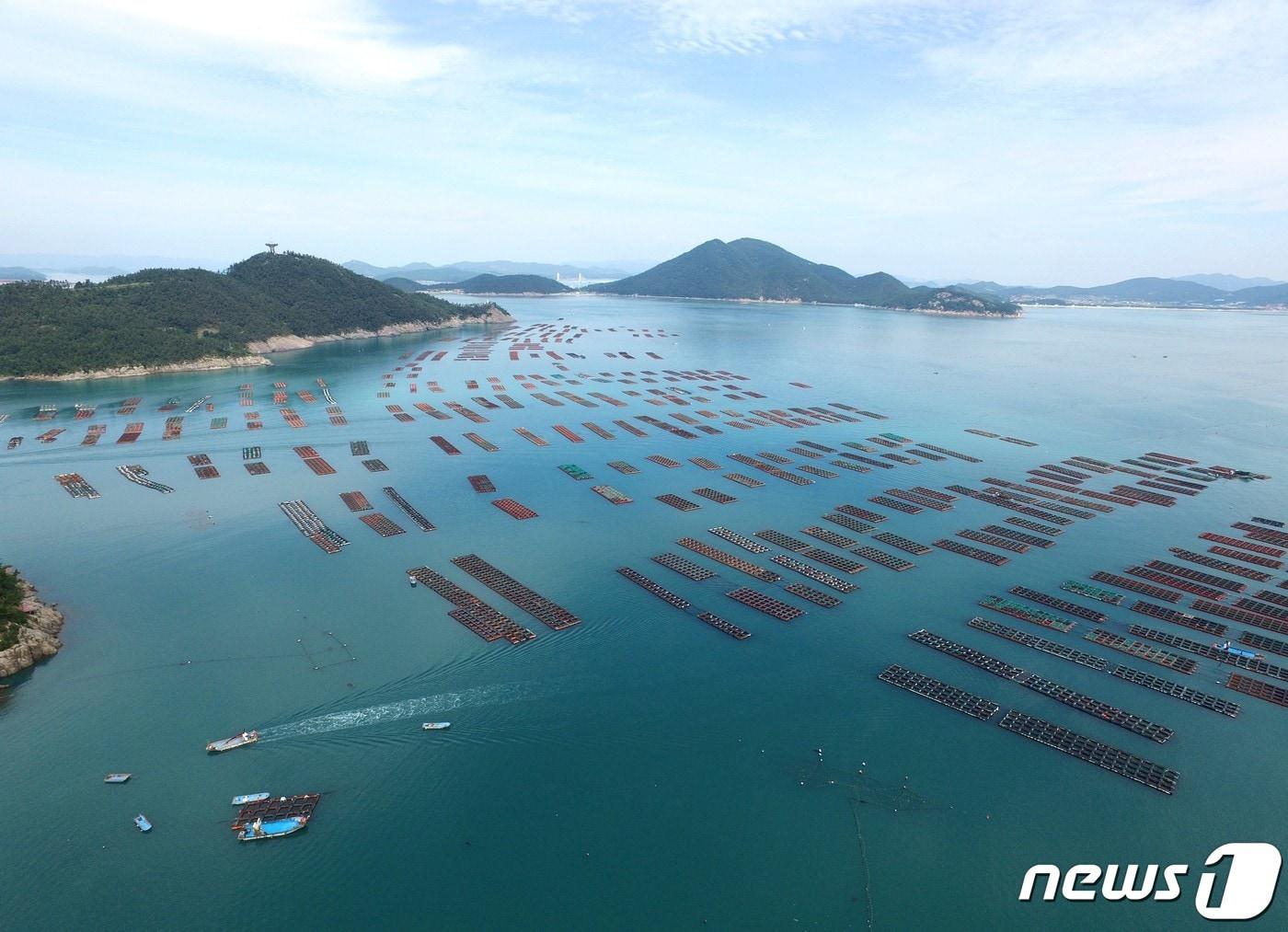 본문 이미지 - 전남 완도군 완도읍 전복 양식장 (완도군 제공)/뉴스1 ⓒ News1 김태성 기자