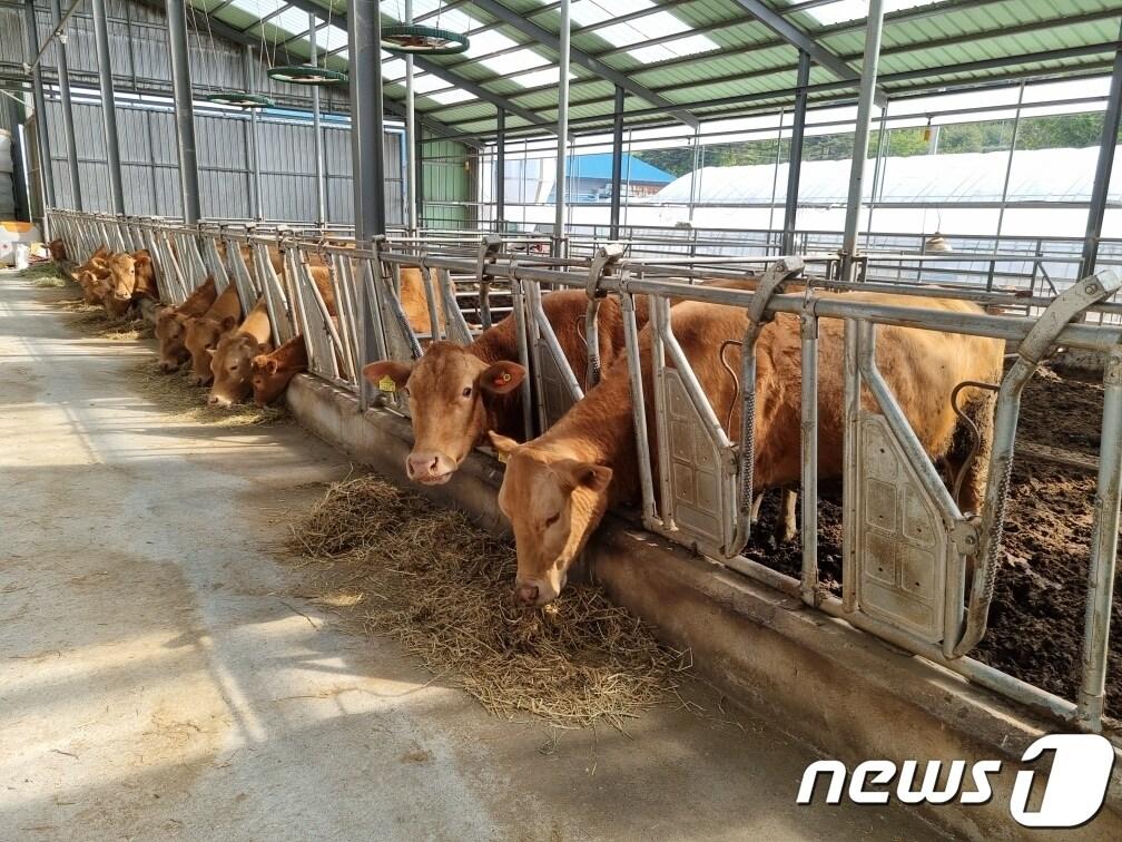 본문 이미지 - 양양군 우량한우 생산 위한 축산농가 조사료 지원.(양양군 제공) 2023.6.27/뉴스1