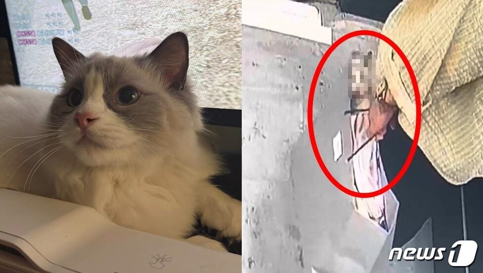 본문 이미지 - 고양이와 유리 파편을 쇼핑백에 담아 가져가는 모습. (동물권단체 '케어' 인스타그램 갈무리)