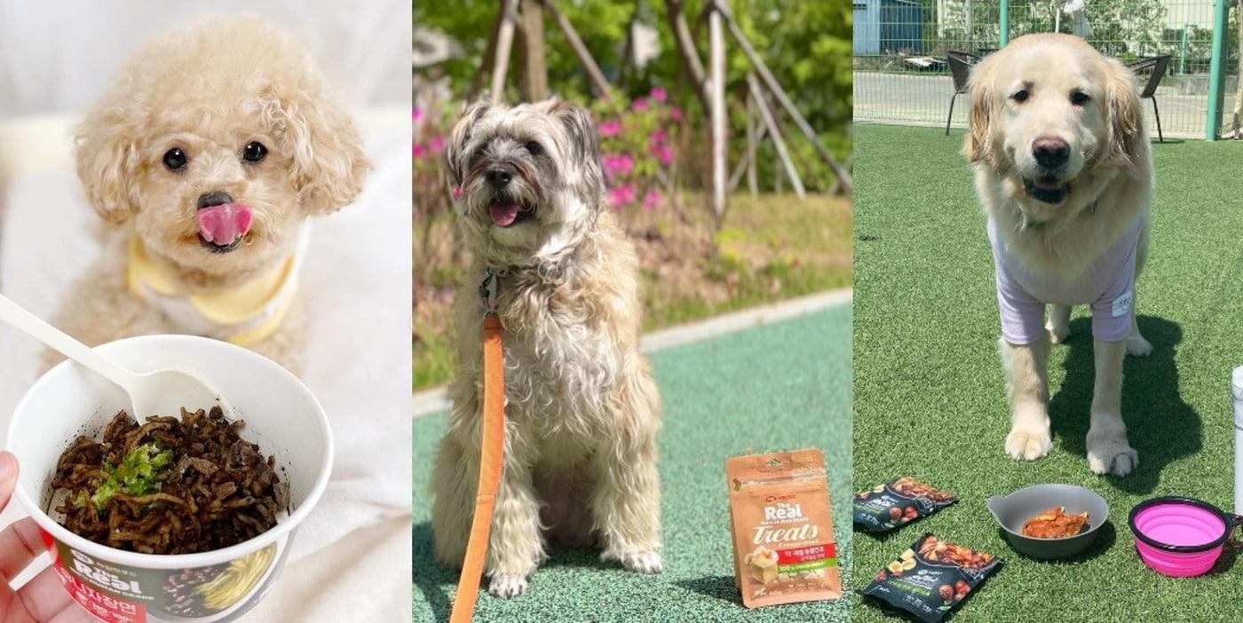 본문 이미지 - '더 리얼 모먼트' 콘테스트에서 선발된 강아지들(인스타그램 갈무리) ⓒ 뉴스1