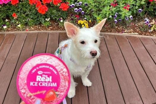 본문 이미지 - 반려견 아란이(인스타그램 갈무리) ⓒ 뉴스1