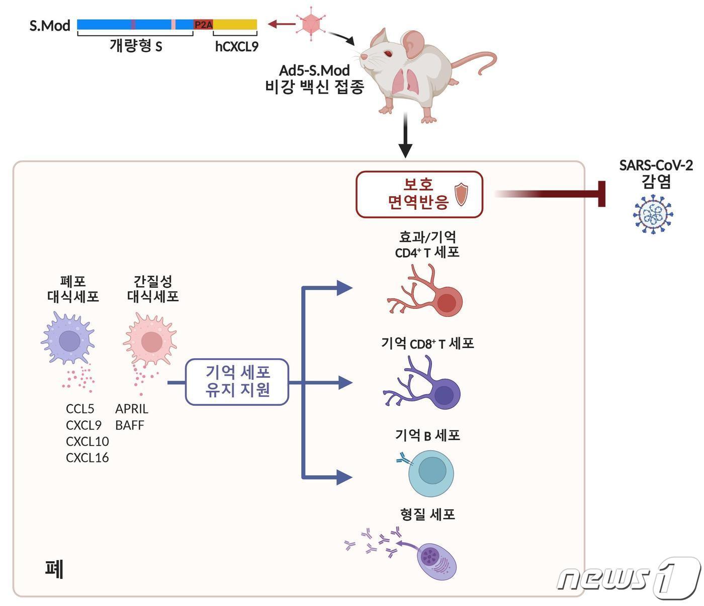 본문 이미지 - 연구 모델 요약도(KAIST 제공)/뉴스1