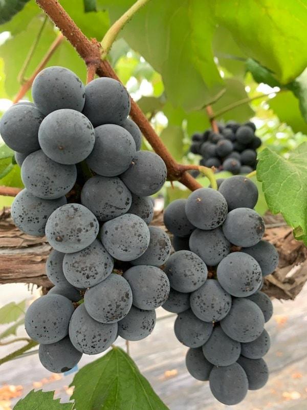 본문 이미지 - 보령 사현포도.(보령시 제공)/뉴스1