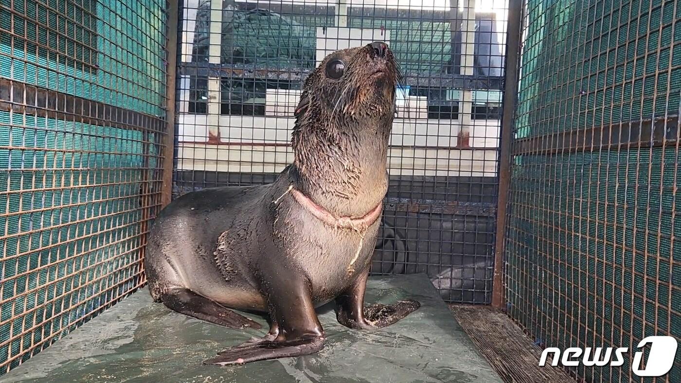 아르헨티나 아구아스 베르데스에서 플라스틱 끈 때문에 목에 열상을 입고 다친 바다사자. 2023.6.3/뉴스1 ⓒ 로이터=뉴스1 ⓒ News1 