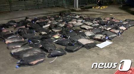 본문 이미지 - 경북 포항해양경찰서(서장 성대훈)는 2일 오후 10시쯤 동해상에서 불법 포획한 고래를 해체한 후 항구로 들어오던 A호(4.95톤)선장 등 3명을 현행범으로 체포했다.(포항해양경찰서 제공)2023.6.3/뉴스1 