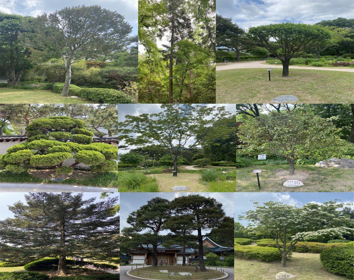 본문 이미지 - 수목 탐방 프로그램: 대통령의 나무들