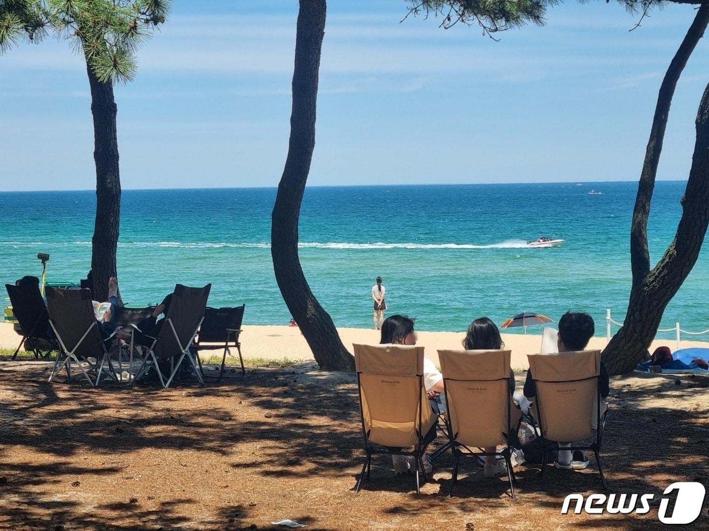 본문 이미지 - 강원 강릉 송정해변을 찾은 관광객들이 솔밭 그늘에서 무더위를 날리고 있다.&#40;뉴스1 DB&#41; ⓒ News1 윤왕근 기자
