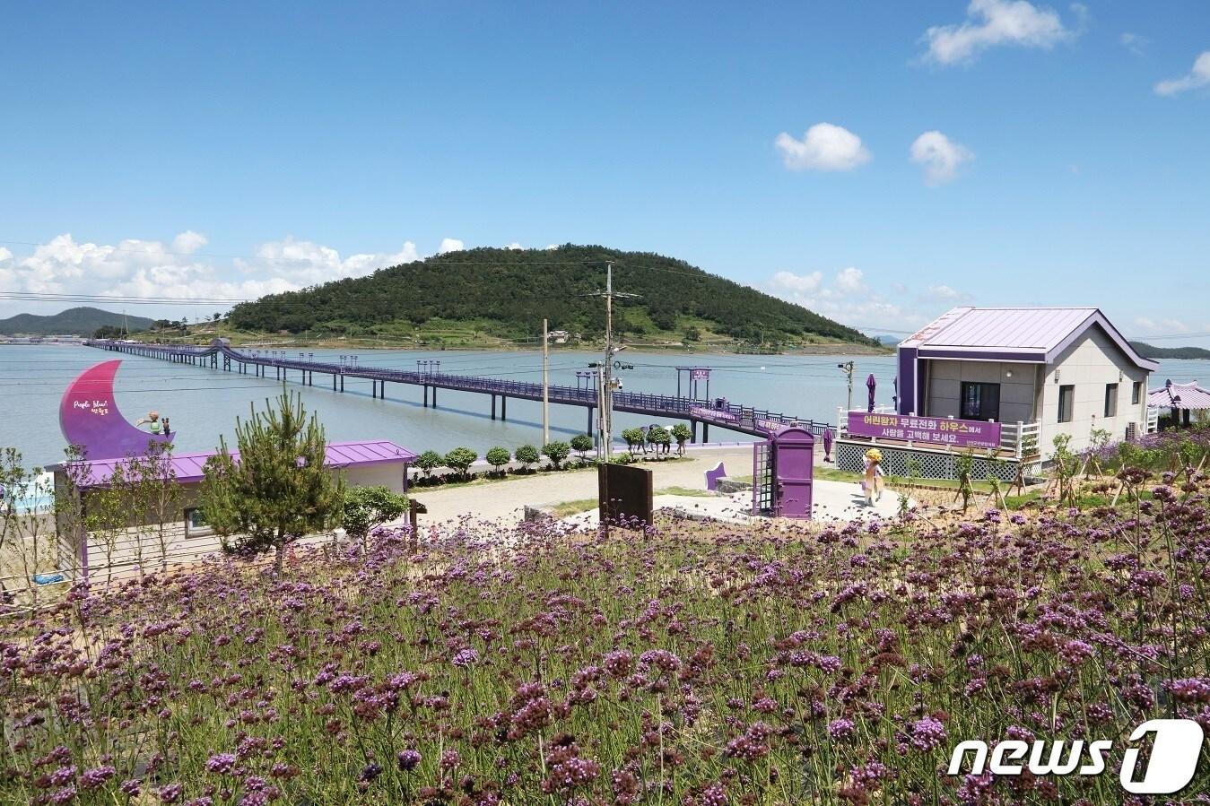 본문 이미지 - 전남 신안군은 10일 사계절 보라꽃이 오감을 자극하는 퍼플섬에서 '2023 버들마편초꽃 봄축제'를 개최한다. (신안군 제공)/뉴스1 