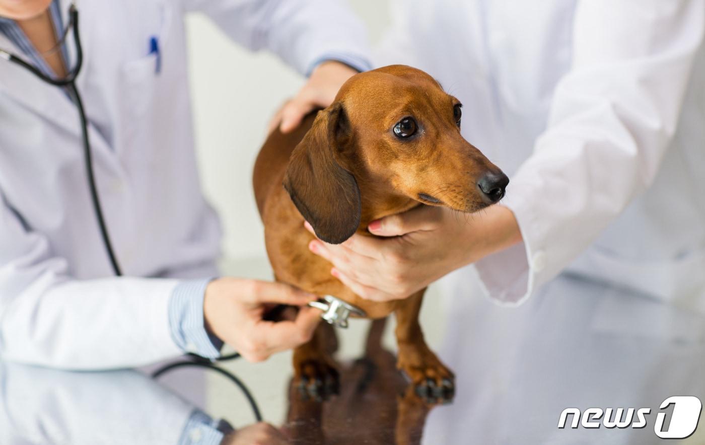 동물병원에서 치료 받는 강아지(이미지투데이)