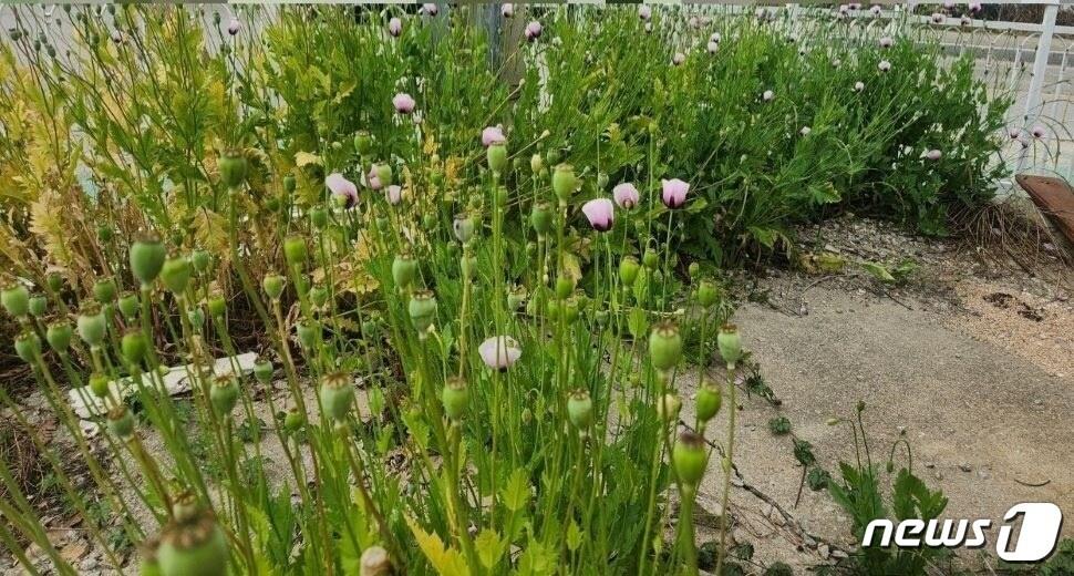 본문 이미지 - 단속용 양귀비 /뉴스1 ⓒ News1 