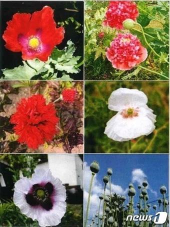 본문 이미지 - 단속용 양귀비 사진.(완도해경 제공)/뉴스1 