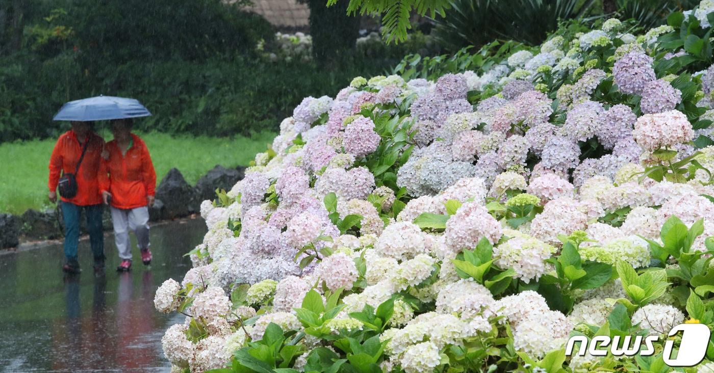 제주 서귀포시 표선면 제주민속촌에 수국이 활짝 펴 시선을 끌고 있다. 2023.6.8/뉴스1 ⓒ News1 오현지 기자