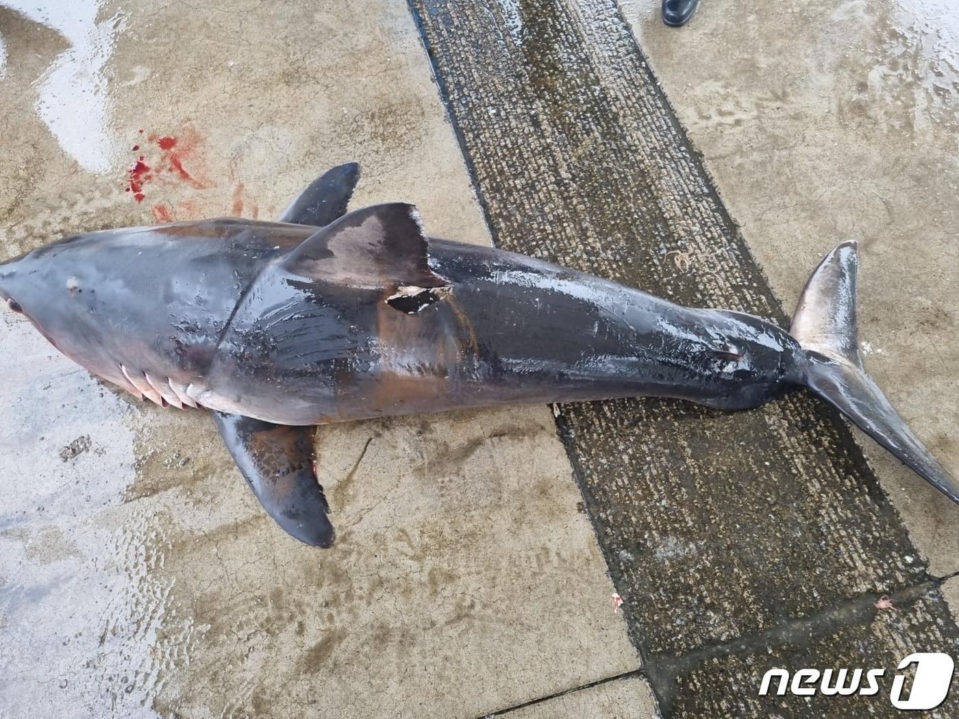 본문 이미지 - 1일 강원 양양 수산항 동쪽 7.5㎞ 해상서 발견된 악상어 사체.(속초해경 제공) 2023.7.1/뉴스1