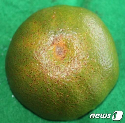 본문 이미지 - 노지감귤에 발생한 검은점무늬병.(제주도농업기술원 제공)