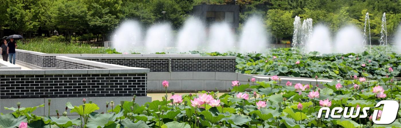 본문 이미지 - 전북 전주시 덕진공원에 꽃망울을 터뜨린 연꽃들이 자태를 뽐내고 있다. /뉴스1 ⓒ News1 유경석 기자