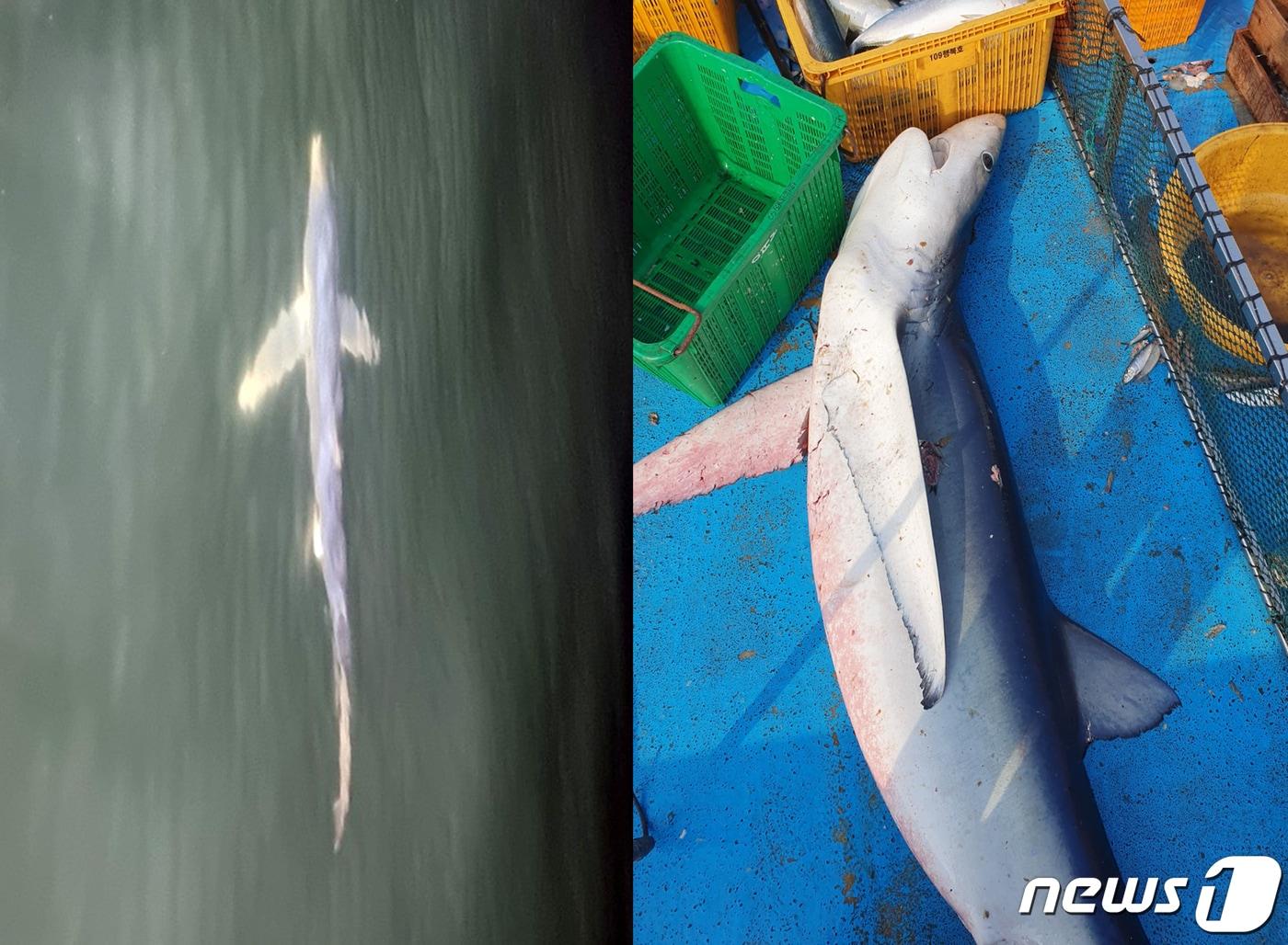 본문 이미지 - 10일 오전 5시39분쯤 포항시 남구 호미곶면 강사리 앞 해상에 쳐둔 정치망 그물에 1.8m 크기의 청새리상어 한마리가 죽은 채 발견됐다. 왼쪽 사진은 지난 8일 오후 9시30분쯤 포항시 남구 구만항 북서쪽 3.7㎞ 해상에서 발견된 상어. &#40;독자 제공&#41;2023.7.10/뉴스1