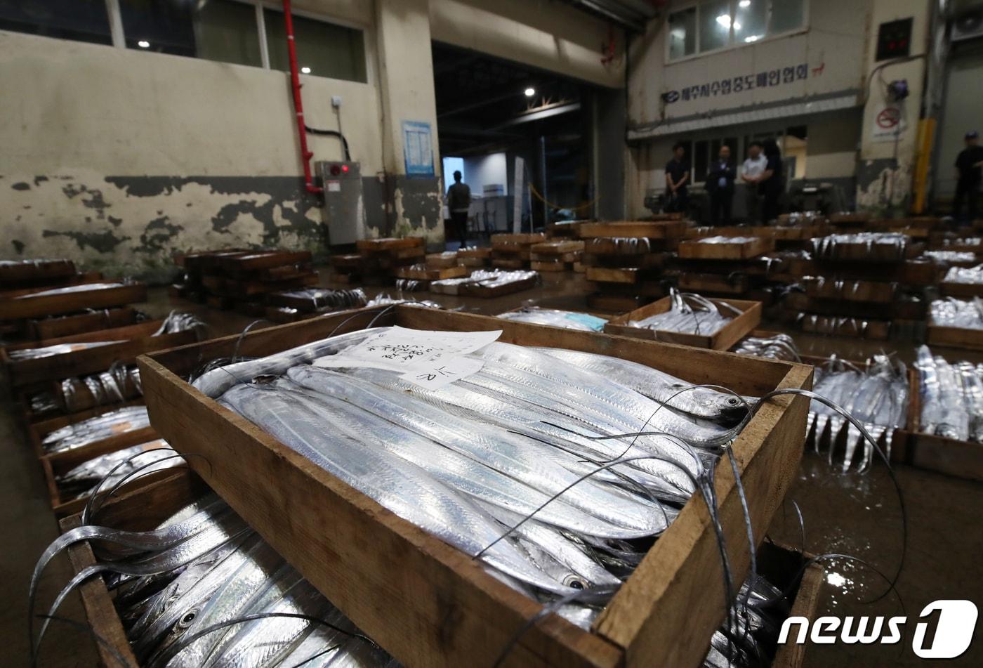12일 오전 제주시 건입동 제주시수협 위판장에서 수협 관계자들과 어민들이 경매를 준비하고 있다. 2023.7.12/뉴스1 ⓒ News1 오현지 기자