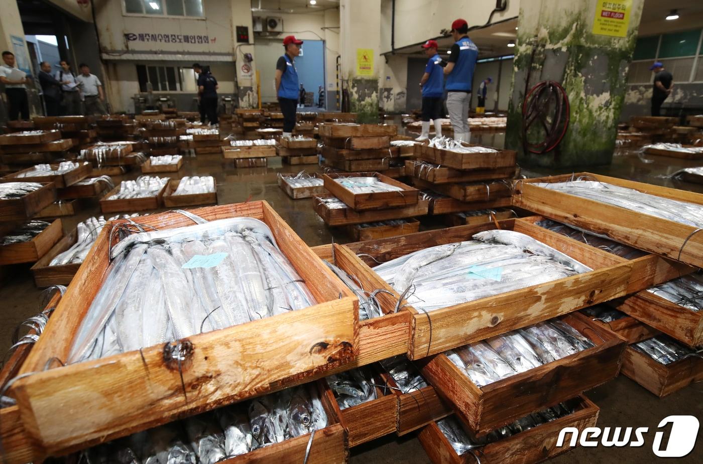 본문 이미지 - 제주시수협 위판장에서 수협 관계자들과 어민들이 경매를 준비하고 있다. /뉴스1