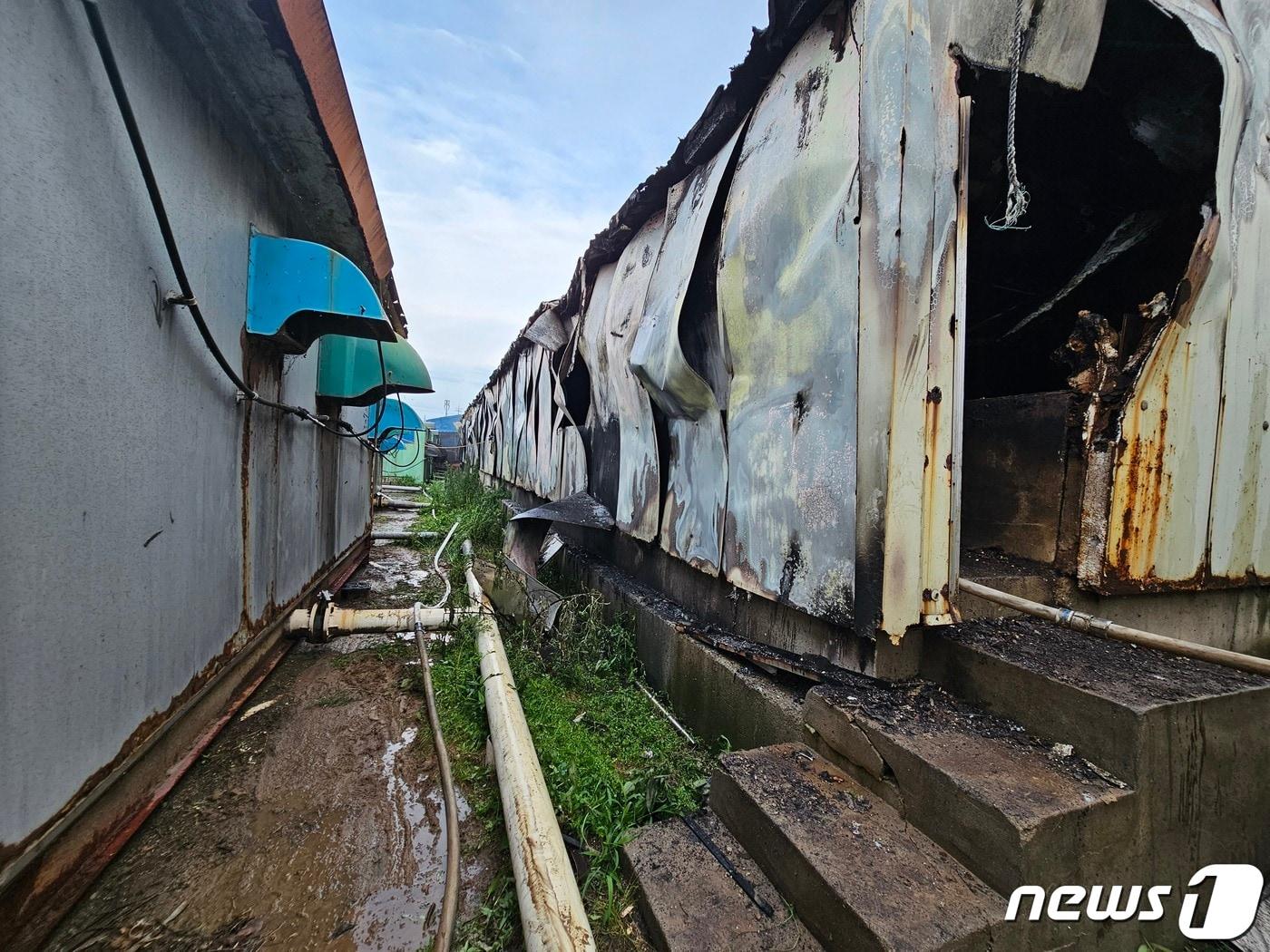 본문 이미지 - 지난 11일 오후 6시께 전북 김제시 용지면의 한 돼지 농장에서 불이 났다.(전북소방본부 제공)2023.7.12/뉴스1