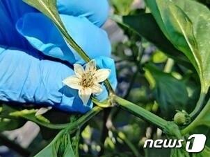 본문 이미지 - 전북 정읍시농업기술센터는 장마가 끝나는 7월 하순부터 고추 생산량 감소에 직접적인 영향을 주는 탄저병과 담배나방의 확산이 우려된다며 병해충 방제에 더욱 신경을 써 줄 것을 당부했다.(정읍시 제공)203.7.12/뉴스1 
