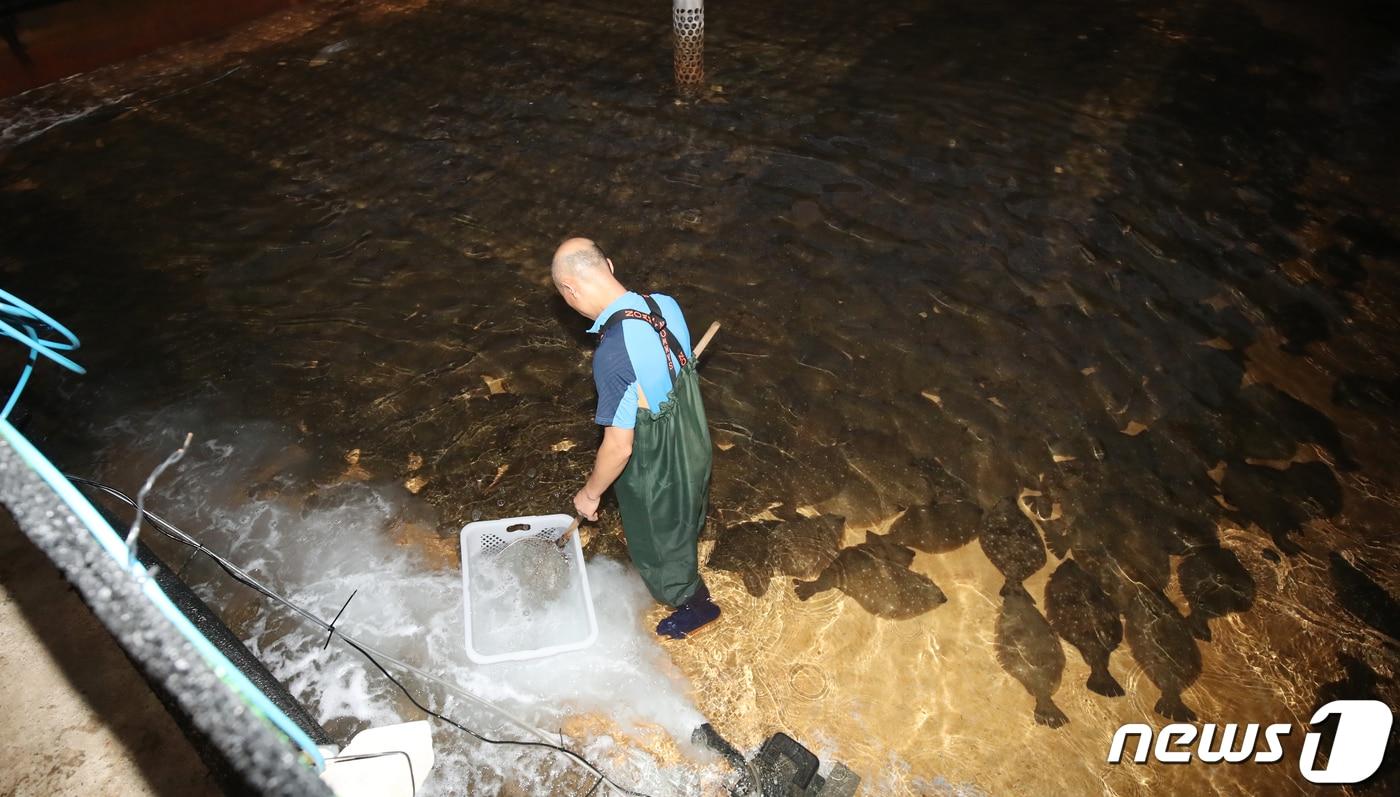 제주시 구좌읍의 한 넙치 양식장/뉴스1 ⓒ News1 오현지 기자