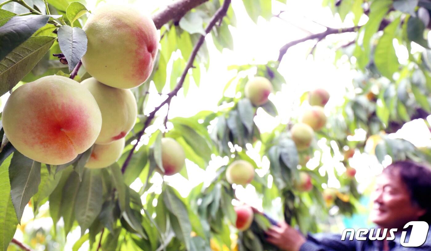 12일 전북 전주시 삼천동 비아마을 유명농장에서 유석용 씨가 복숭아를 수확하고 있다. 2023.7.12뉴스1 ⓒ News1 유경석 기자