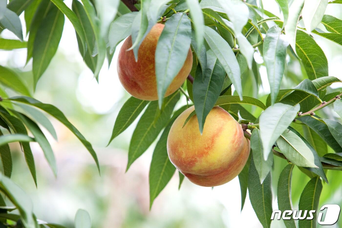  13일 충북 음성군은 이달 미백 복숭아를 시작으로 음성 복숭아를 본격 출하한다고 밝혔다. 사진은 감곡 미백 복숭아.(음성군 제공)2023.7.13/뉴스1
