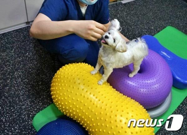 본문 이미지 - 전문가의 지도하에 짐볼하는 강아지(청담우리동물병원 제공) ⓒ 뉴스1