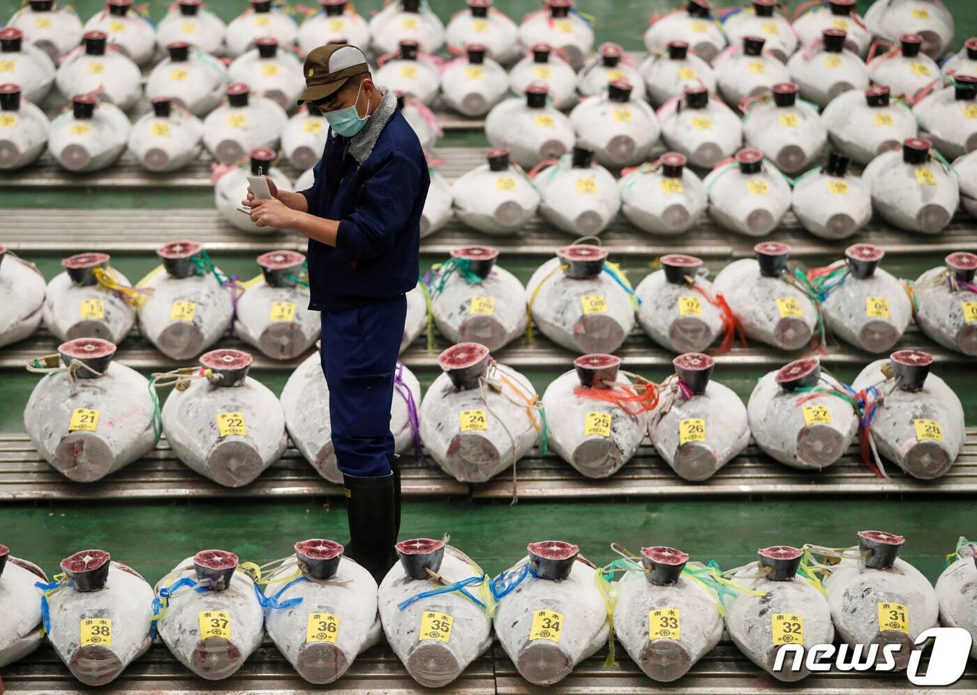 본문 이미지 - 일본 도쿄 도요스 수산 시장에서 한 남성이 늘어져 있는 냉동 참치 사이를 걷고 있다. 2020.08.25. ⓒ 로이터=뉴스1 ⓒ News1 정윤영 기자