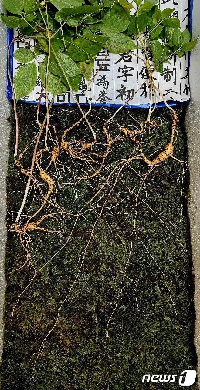 본문 이미지 - 한국전통심마니협회는 김익주 송곡대 임산물전문교육원 전담교수가 지난 10일 남원 운봉 지리산에서 천종산삼 10뿌리를 발견했다고 밝혔다. 감정가는 1억5000만원으로 책정됐다.2023.7.19/뉴스1
