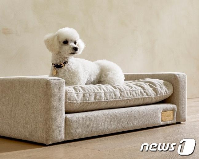 본문 이미지 - 반려동물 전용가구 까사미아 캄포 펫 소파(신세계까사 제공) 