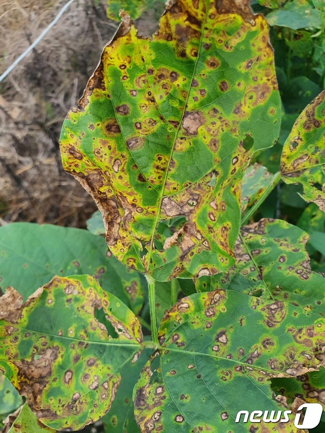 본문 이미지 - 경기도농업기술원은 장마철 이후 고품질 콩 수확을 위해 생육관리 및 병·해충 예방에 대한 절저한 관리를 재배농가에 당부했다.(경기농기원 제공)