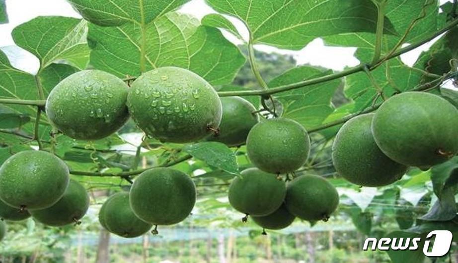 본문 이미지 - 나한과. (한의학연 제공)/뉴스1