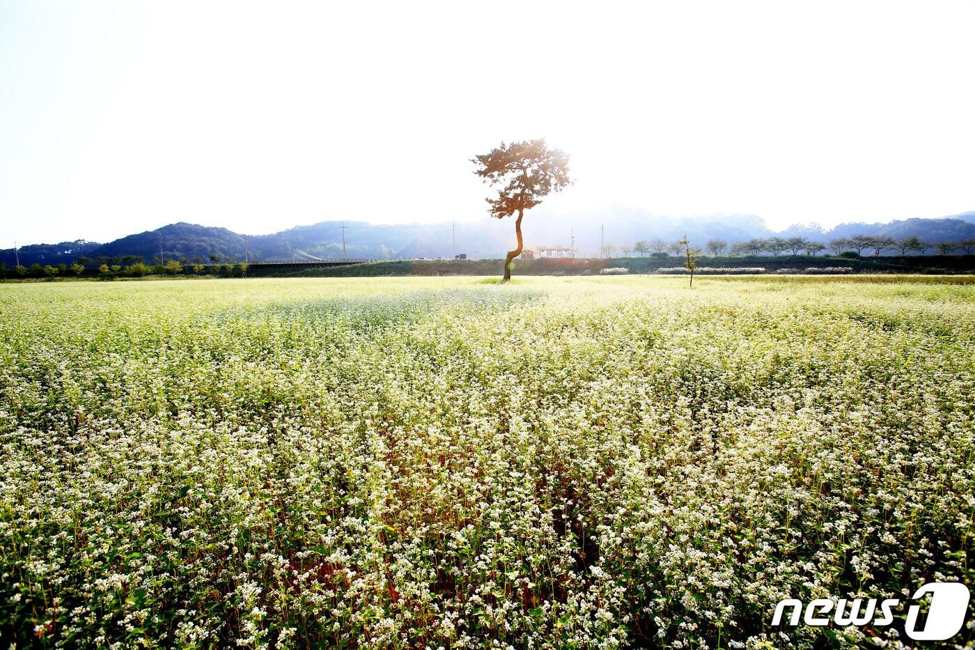 본문 이미지 - 2019년 의령군 지정면 기강나루에 핀 메밀꽃.(의령군 제공)