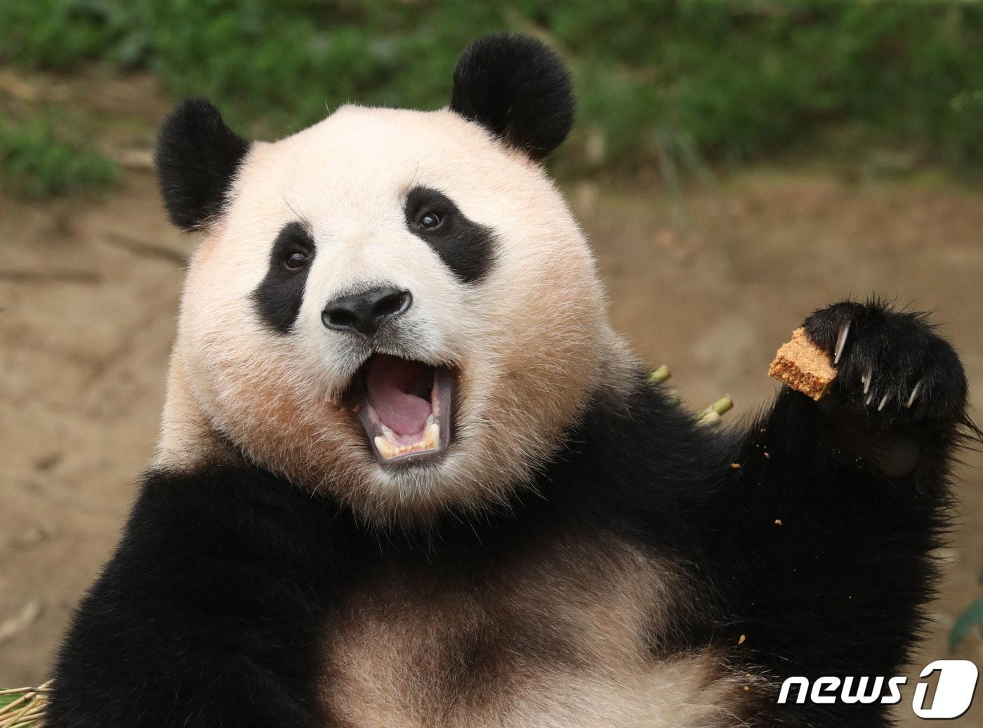 본문 이미지 - 지난해 7월20일 오전 경기 용인시 처인구 에버랜드에서 세번째 생일을 맞은 아기판다 푸바오가 먹이를 먹고 있다. 2023.7.20/뉴스1 ⓒ News1 김영운 기자