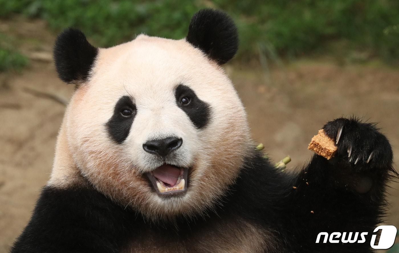 본문 이미지 - 20일 오전 경기 용인시 처인구 에버랜드에서 세번째 생일을 맞은 아기판다 푸바오가 먹이를 먹고 있다. 2023.7.20/뉴스1 ⓒ News1 김영운 기자