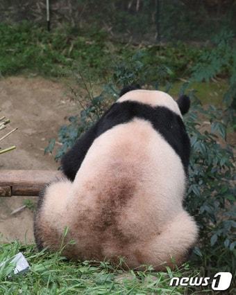 본문 이미지 - 먹이를 먹고 있는 푸바오의 뒷태. 2023.7.20/뉴스1 ⓒ News1  