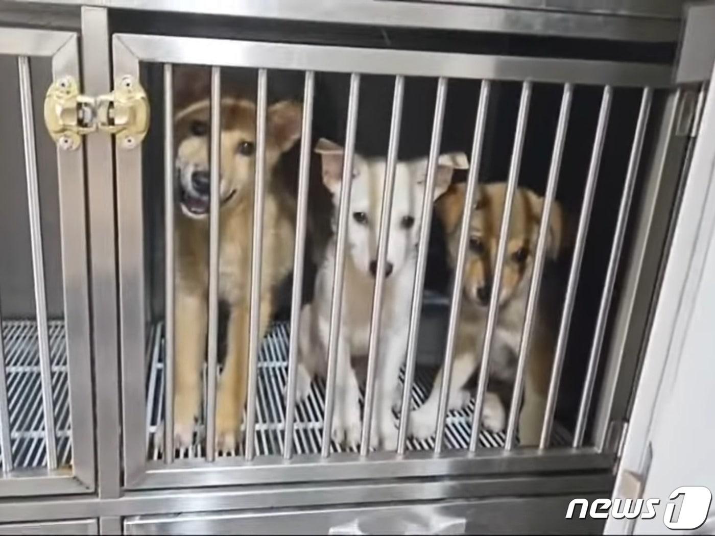 본문 이미지 -  22일 충북 음성군 삼성면 덕정리 개 사육장에서 구출된 강아지들이 금왕읍 동물보호센터에서 새 가족을 기다리고 있다.  사진은 ㈔동물구조119의 '음성군 도살장 아이들 입양해주세요' 동영상 캡처.2023.7.22/뉴스1