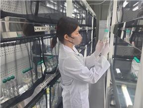 본문 이미지 -  국립해양생물자원관 연구원이 그라시엘라 이멀소니를 배양하고 있는 모습.(국립해양생물자원관 제공)/뉴스1