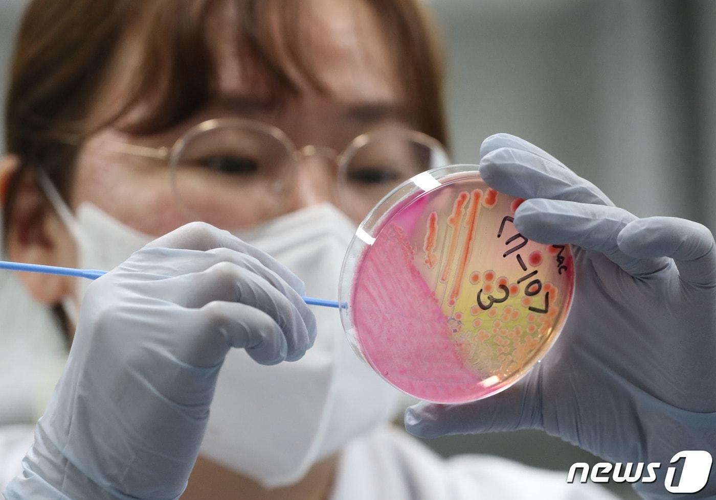 본문 이미지 - 경기 수원시 권선구 경기도보건환경연구원에서 감염병연구부 수인성질환팀 직원이 식중독균 배양검사를 하고 있는 모습. 뉴스1 ⓒ News1 김영운 기자