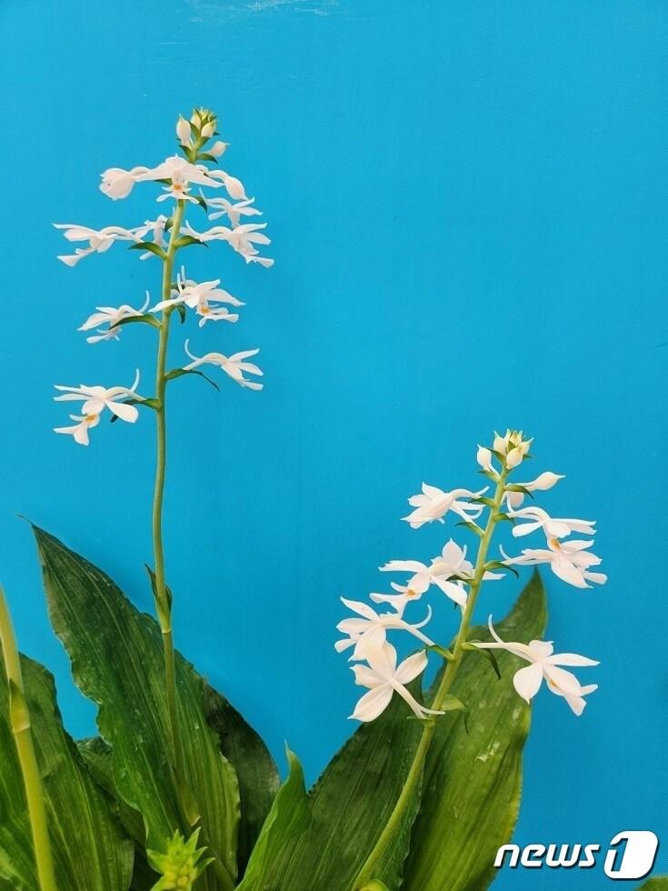 본문 이미지 - 2023 전국 새우란 축제  (신안군 제공)/뉴스1 