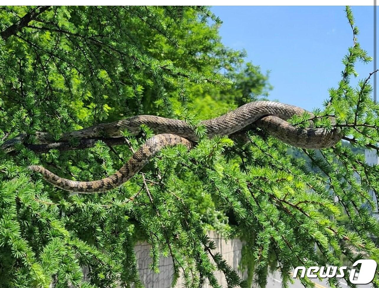 본문 이미지 - 강원 태백 장성광업소 인근에 출몰한 구렁이 추정 뱀.(SNS 캡쳐)