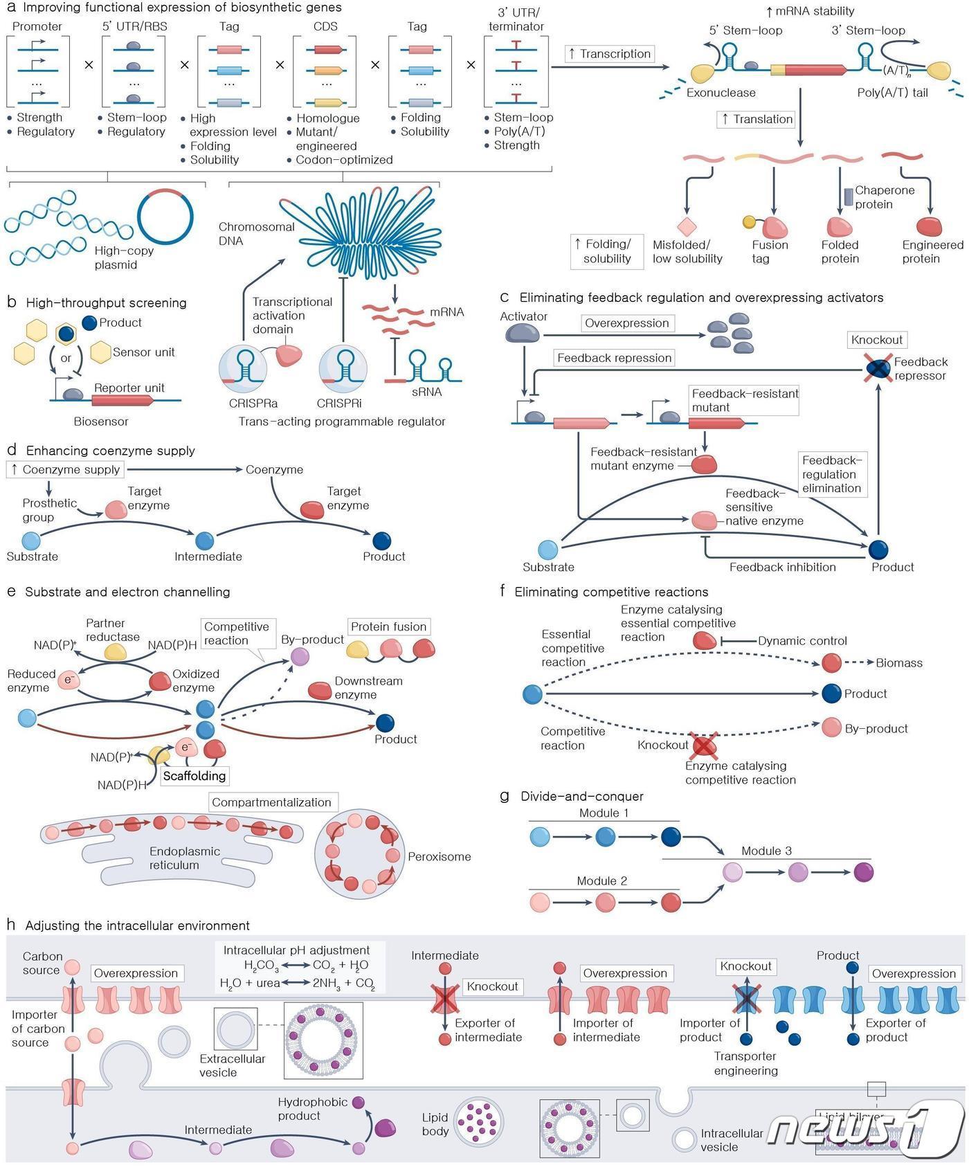본문 이미지 - 미생물 세포공장 내 대사흐름을 향상시키기 위한 시스템 대사공학 전략(KAIST 제공)/뉴스1