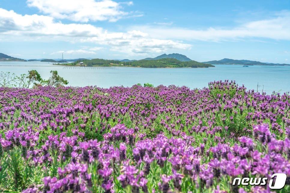 본문 이미지 - 신안 퍼플섬 라벤더 (신안군 제공)/뉴스1 