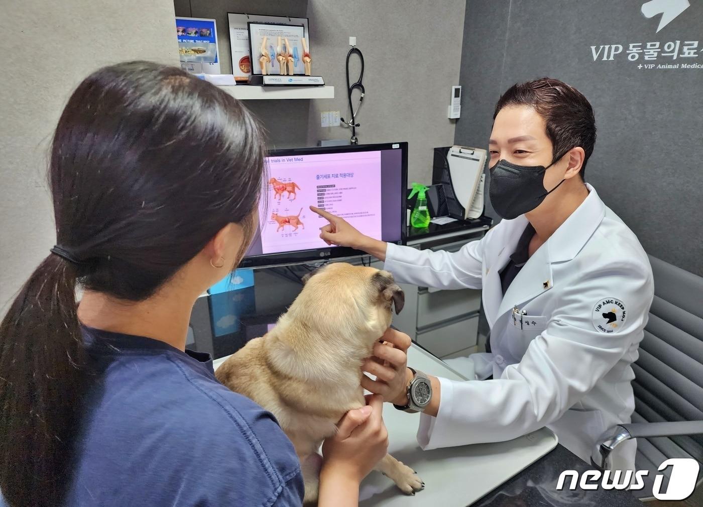본문 이미지 - 김성수 VIP동물의료센터 성북점 원장이 반려동물 보호자에게 줄시세포 치료에 대해 설명하고 있다.(VIP동물의료센터 제공) ⓒ 뉴스1